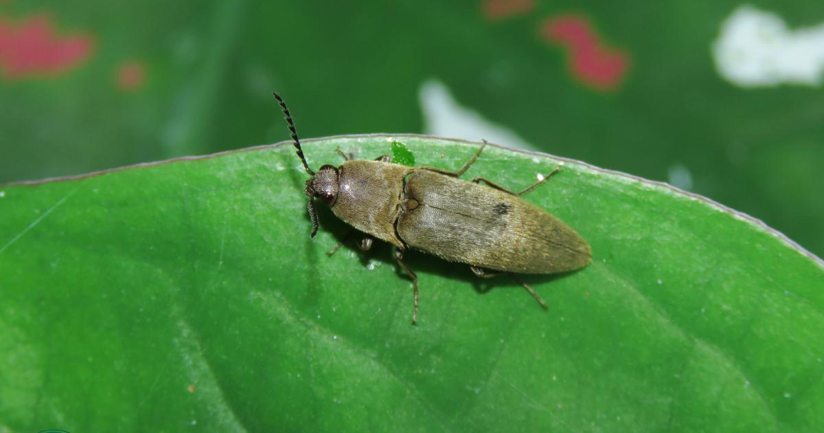 Conoderus #268902 - Biofaces - Bring Nature Closer