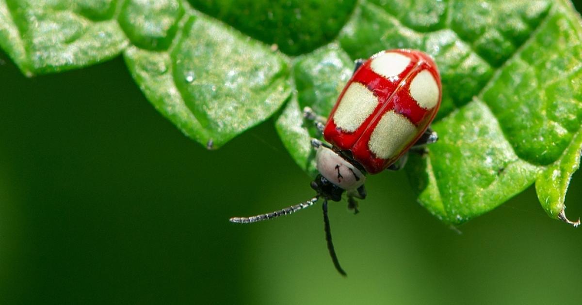 Joaninha #269598 - Biofaces - Bring Nature Closer