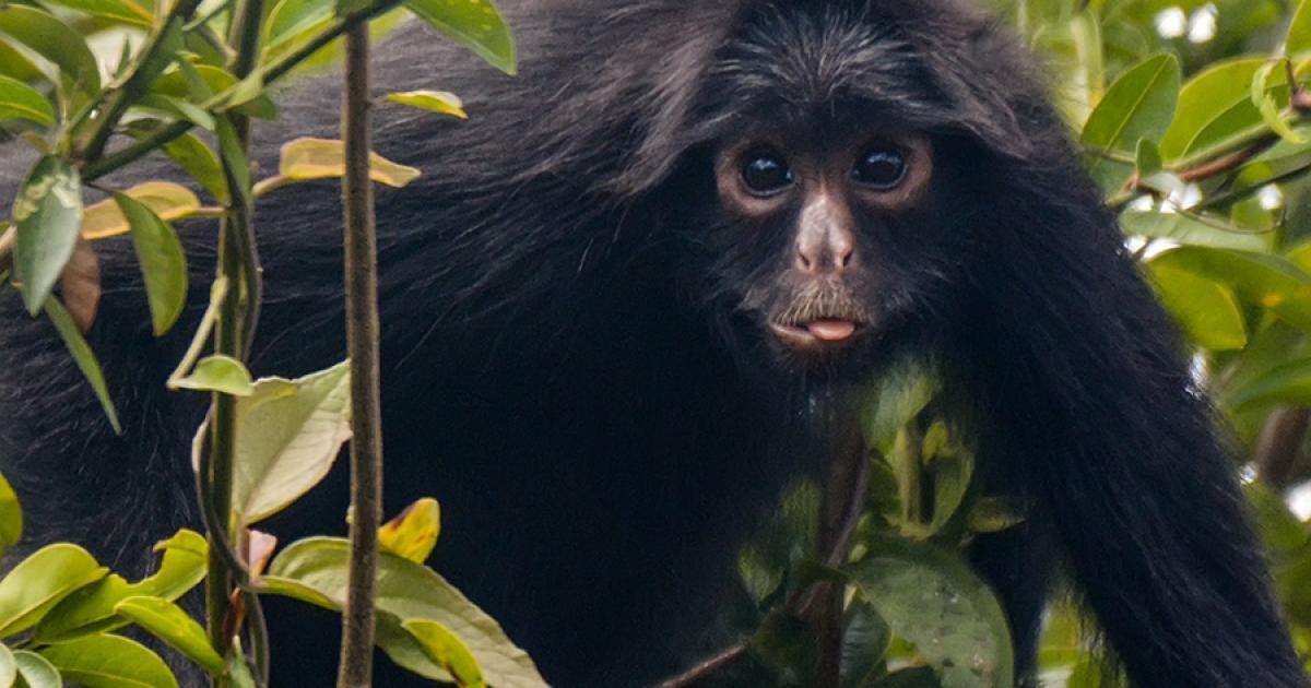 Animais fantásticos e onde habitam: Macaco-aranha-da-cara-branca - Biofaces