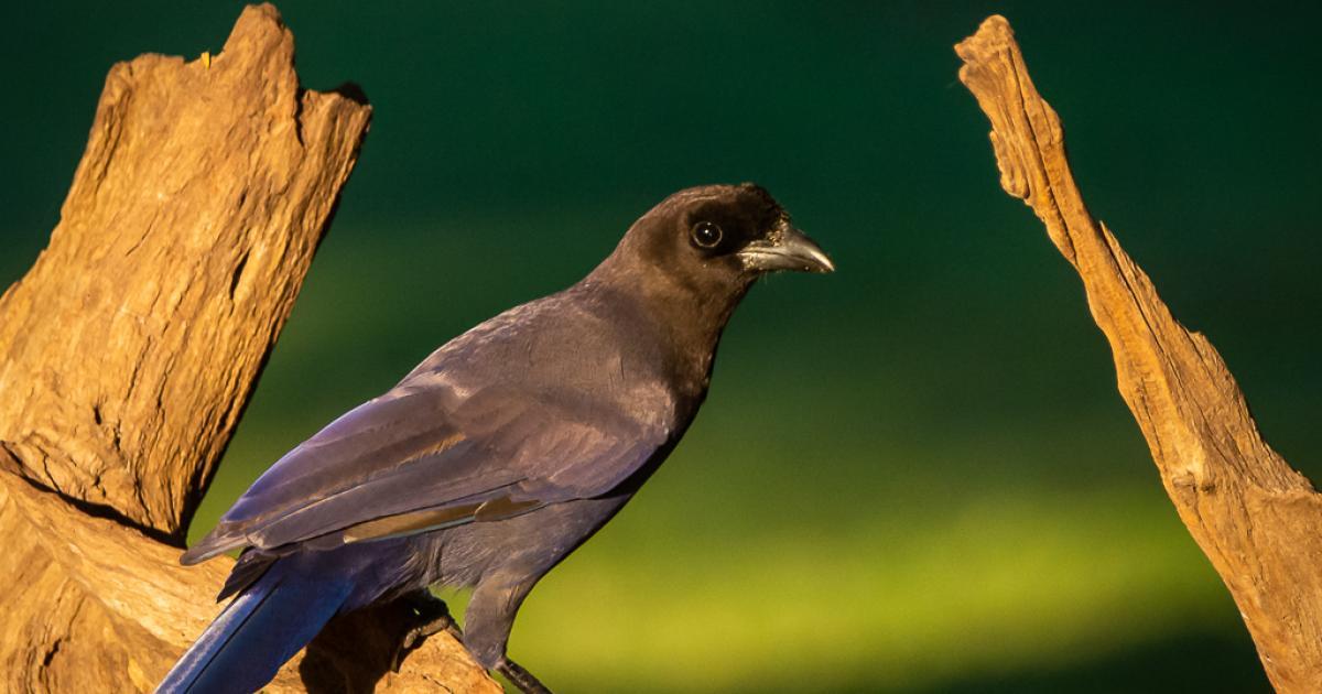 CYANOCORAX 270569 Biofaces Bring Nature Closer