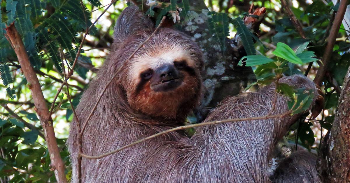 273247 Biofaces Bring Nature Closer