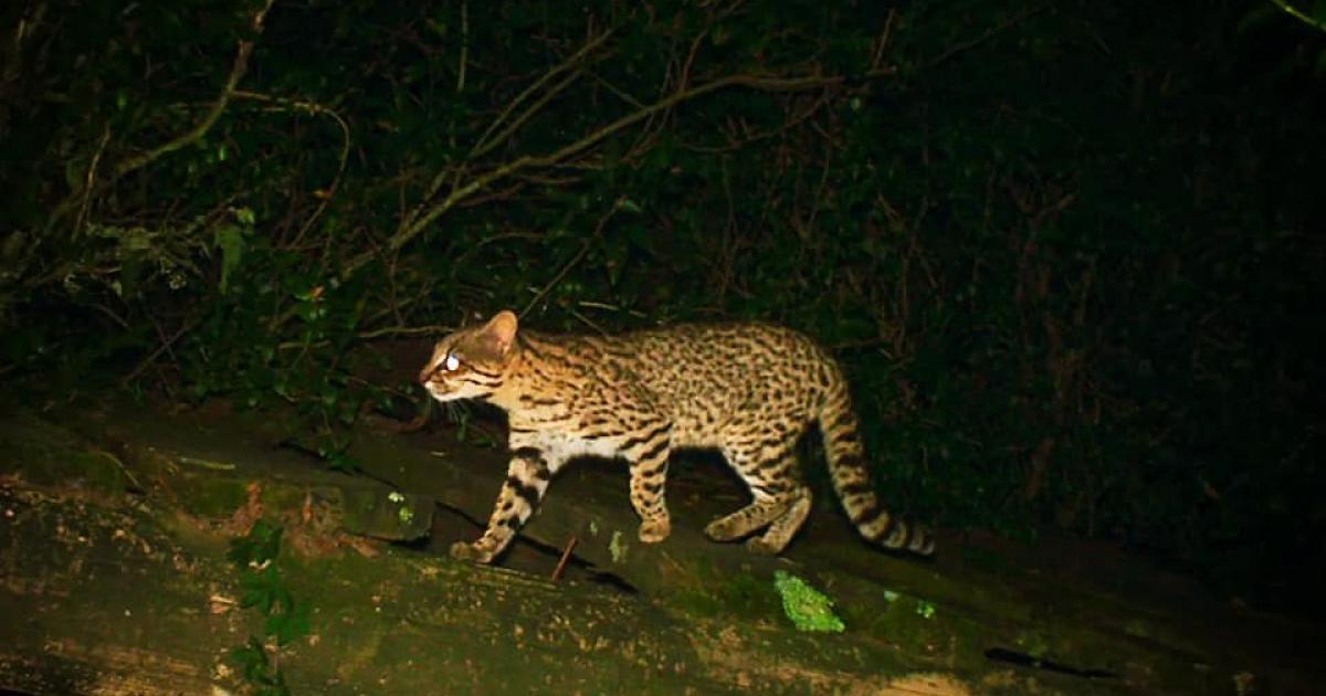 Gatodomatogrande 281015 Biofaces Bring Nature Closer