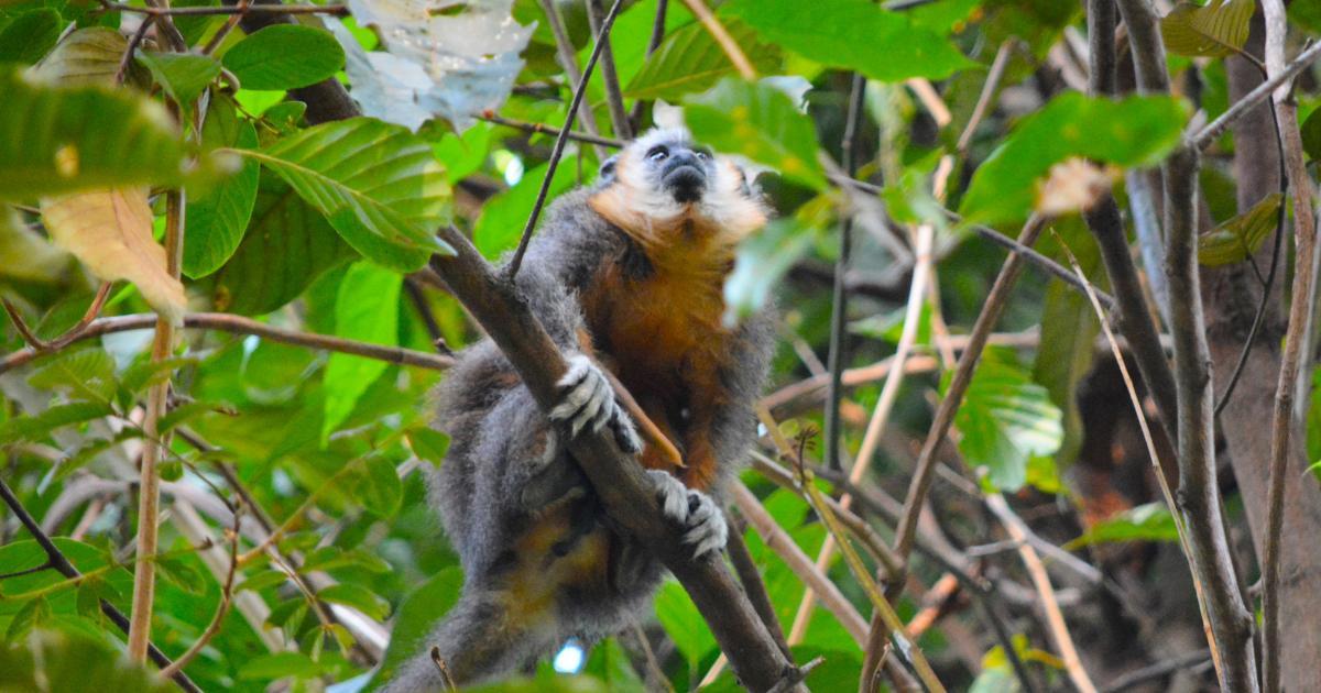 Guigó 283578 Biofaces Bring Nature Closer