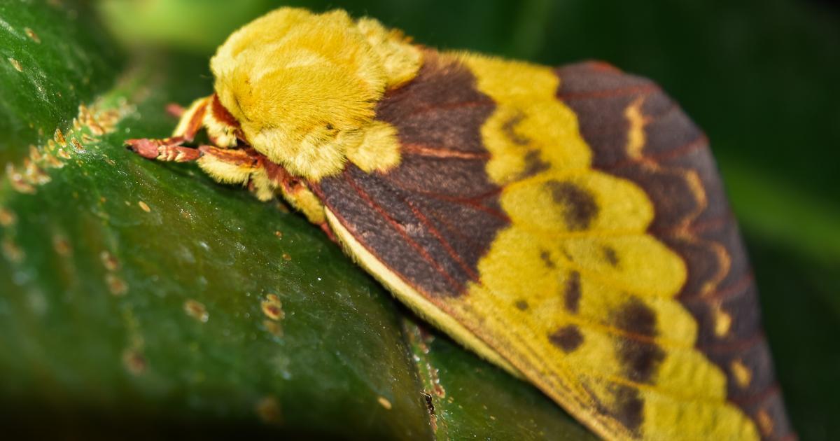 Mariposa #288059 - Biofaces - Bring Nature Closer