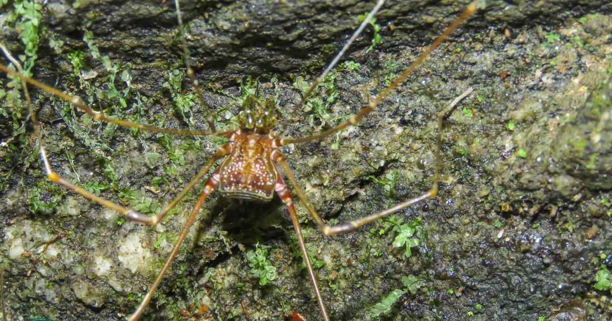 Goniosoma 301772 Biofaces Bring Nature Closer