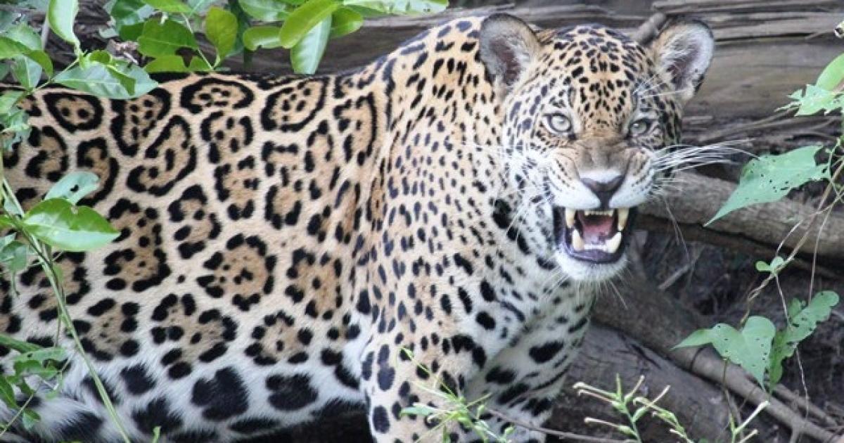 Panthera onca [Near Threatened] - Biofaces - Bring Nature Closer