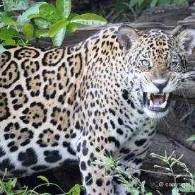 Panthera onca [Near Threatened] - Biofaces - Bring Nature Closer